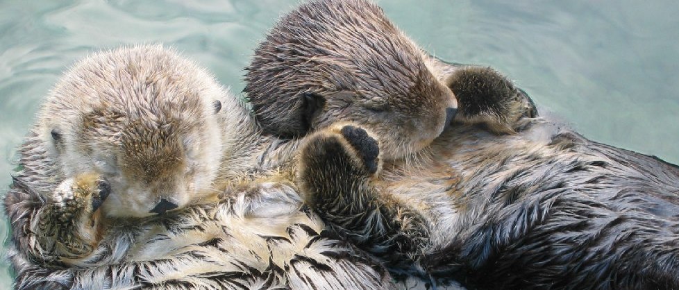 Sea_otters_holding_hands%2C_cropped.jpg