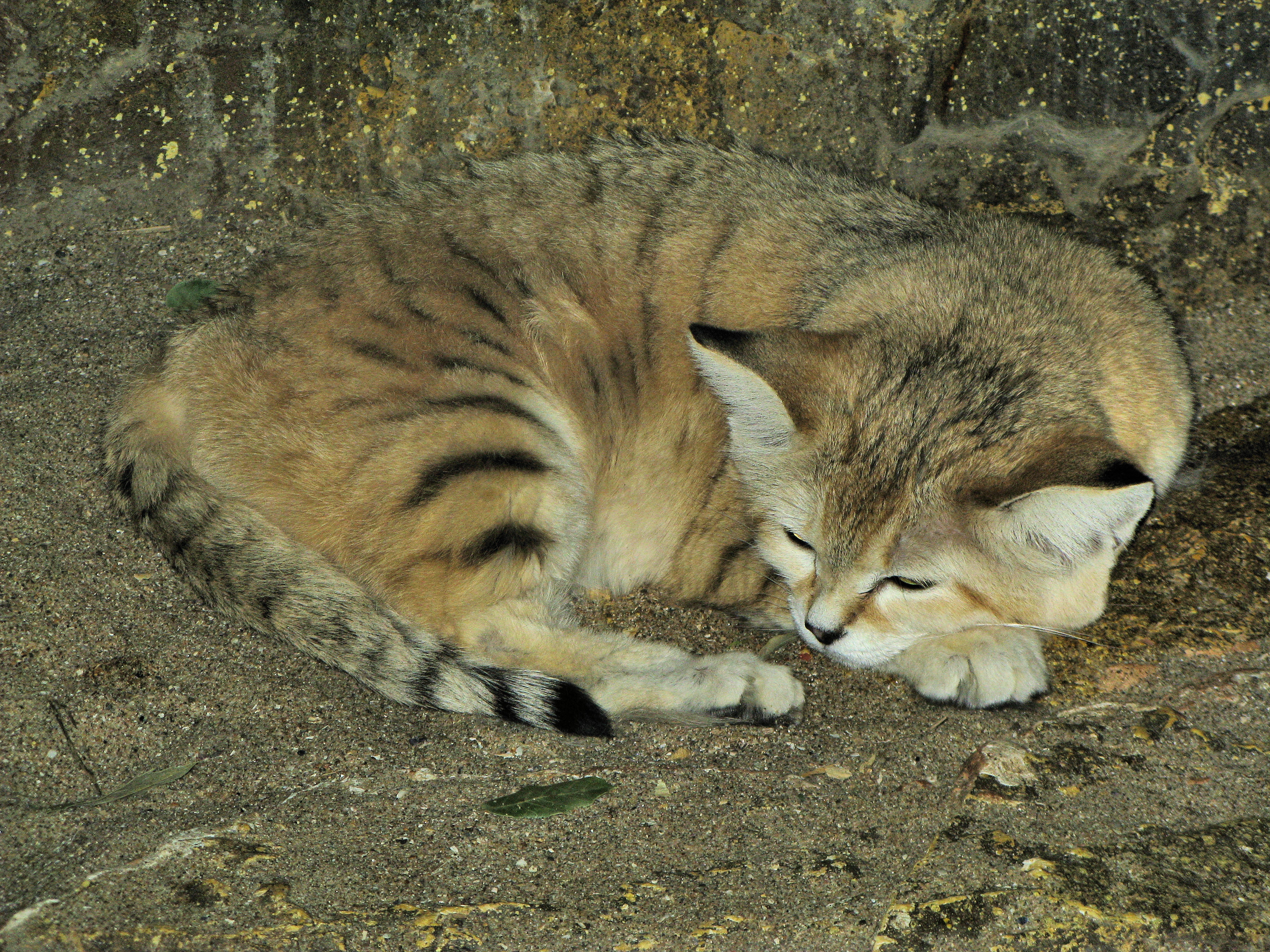 Sand_cat_at_bristol_zoo_arp.jpg