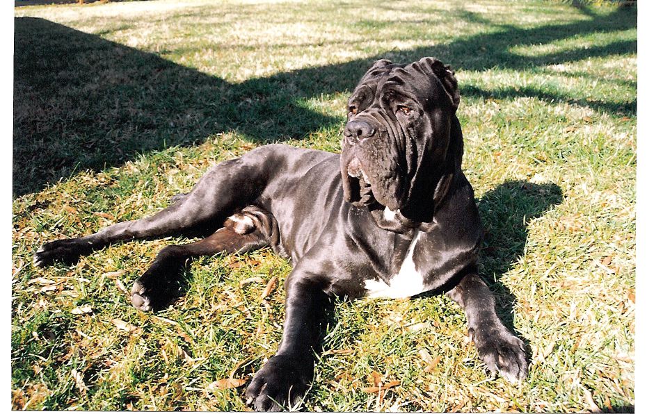 Cannon_-_Male_Neapolitan_Mastiff_1998.jpeg