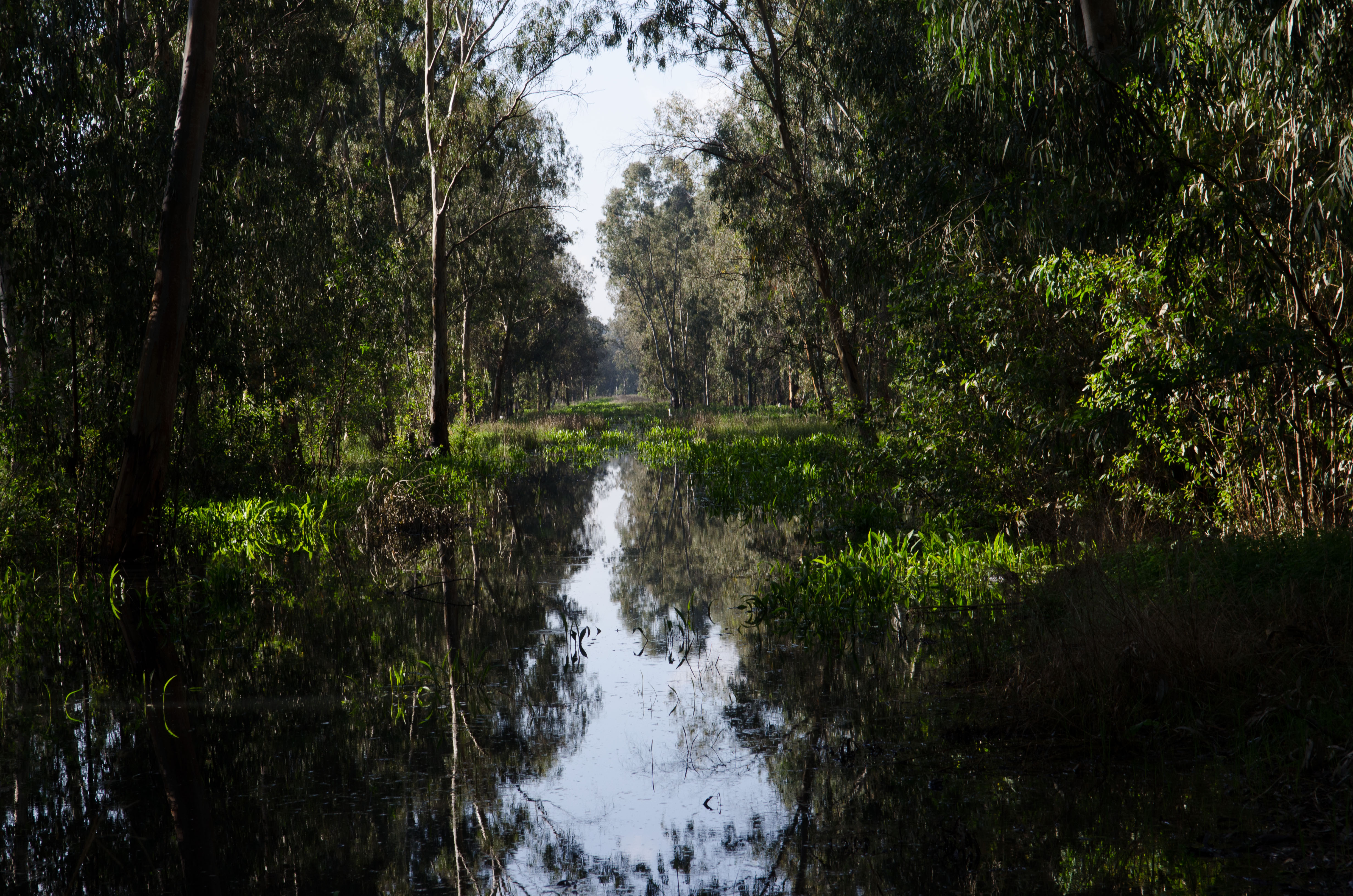 PikiWiki_Israel_29554_Hedera_forest.jpg