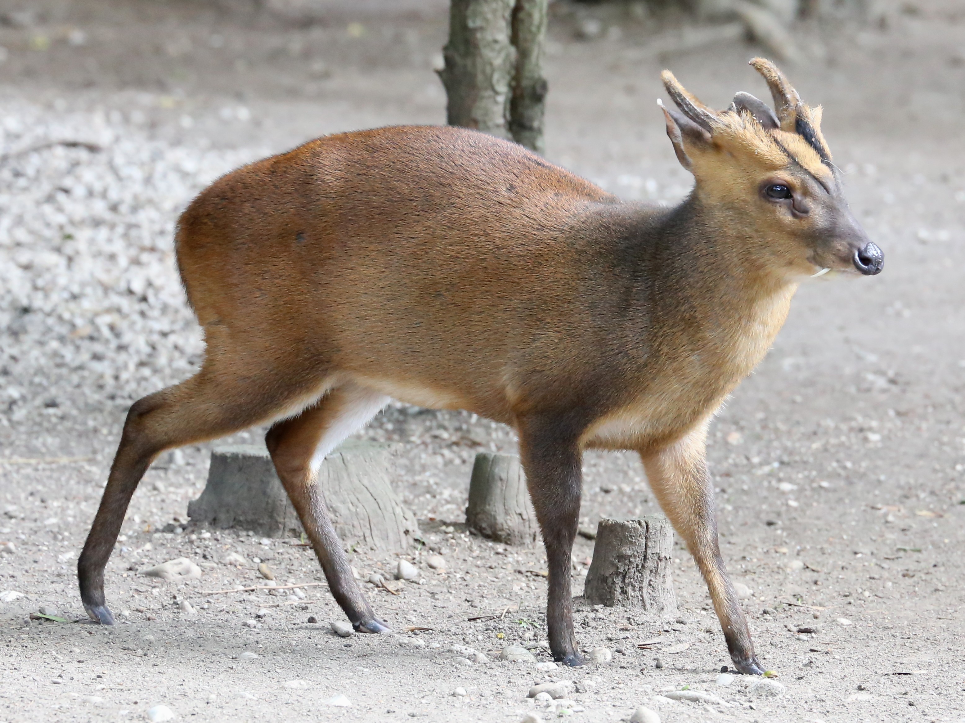 Chinesischer_Muntjak_Muntiacus_reevesi_Zoo_Augsburg-04.jpg