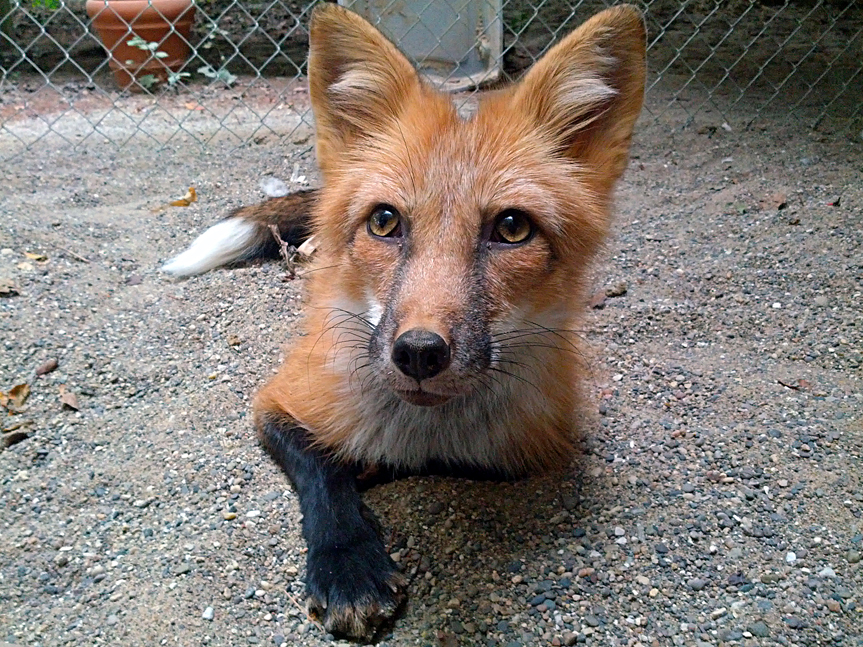 Red_Color_Russian_domesticated_Red_Fox.jpg