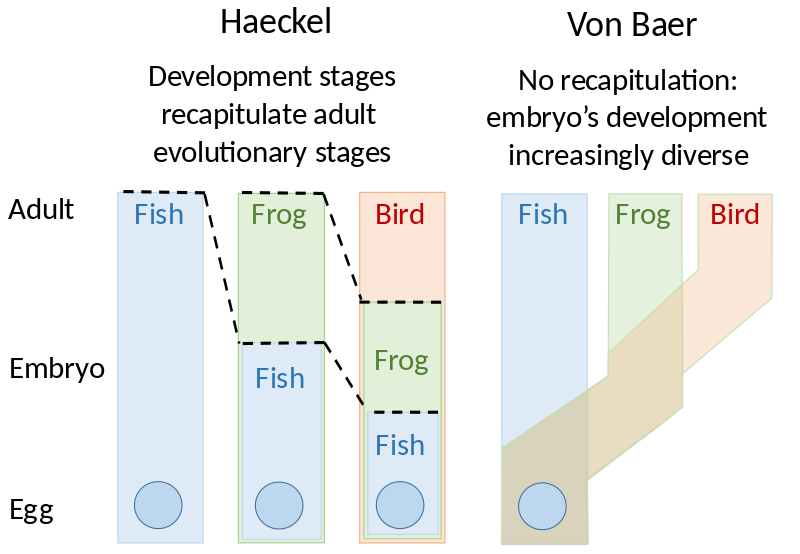 800px-Haeckel_vs_von_Baer.svg.png