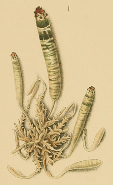 229px-Leucochloridium_paradoxum_sporocyst_from_Heckert_1889_plate1_fig1.png