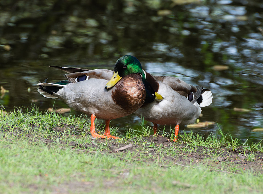 1024px-Couple_of_two_male_mallard_ducks_-_homosexual_Anas_platyrhynchos_-_Moenchbruch_-_M%C3%B6nchbruch_-_May_3rd_2013_-_01.jpg