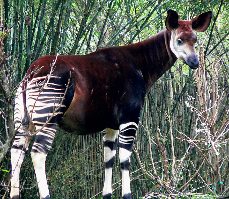 885px-Okapi2.jpg