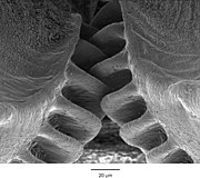 180px-Interactive_gears_in_the_hind_legs_of_Issus_coleoptratus_from_Cambridge_gears-3.jpg