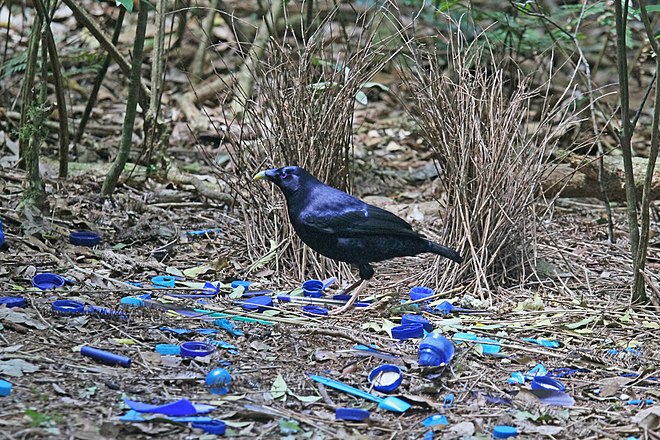 660px-Satin_Bowerbird_at_his_bower_JCB.jpg