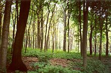 220px-Morton_Arboretum_woodland.jpg