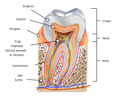 512px-Human_tooth_diagram-en.svg.png