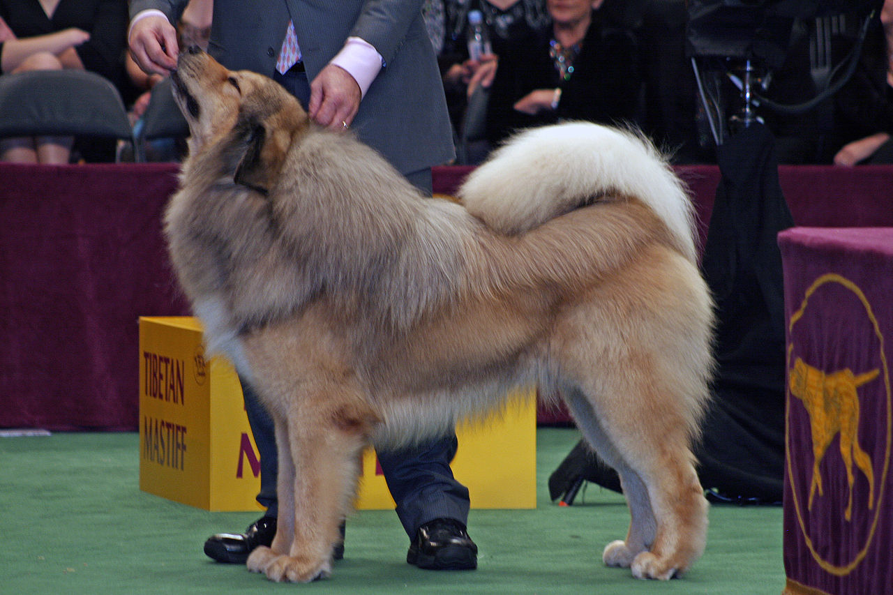 1280px-Tibetan_Mastiff_at_Show.jpg