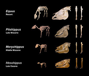 300px-Equine_evolution.jpg