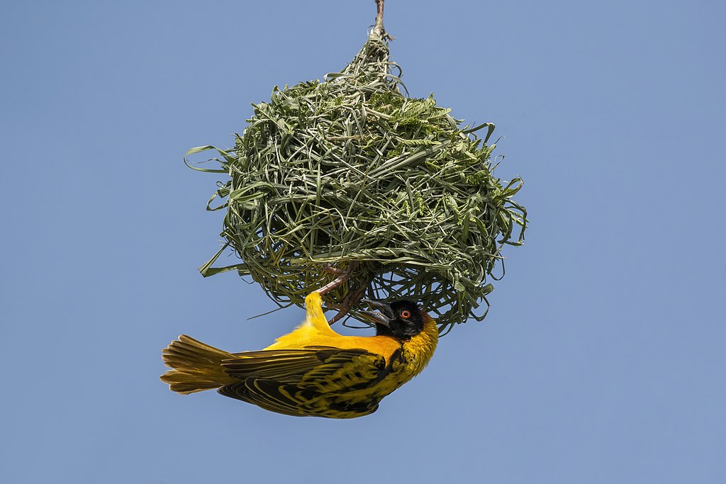 1024px-Black-headed_weaver_%28Ploceus_cucullatus_bohndorffi%29_male_nest_building.jpg