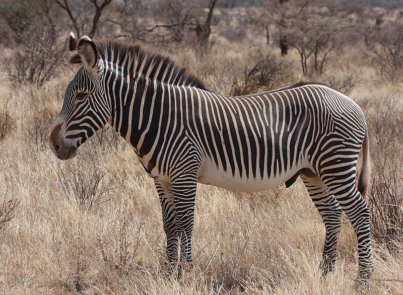 800px-Grevy%27s_Zebra_Stallion.jpg