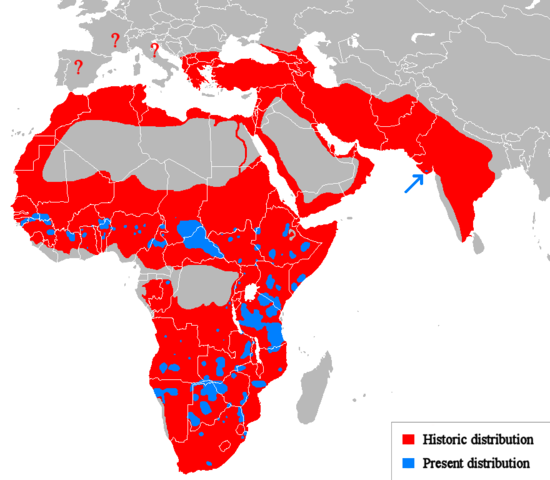 550px-Lion_distribution.png