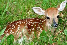 220px-Fawn-in-grass.jpg