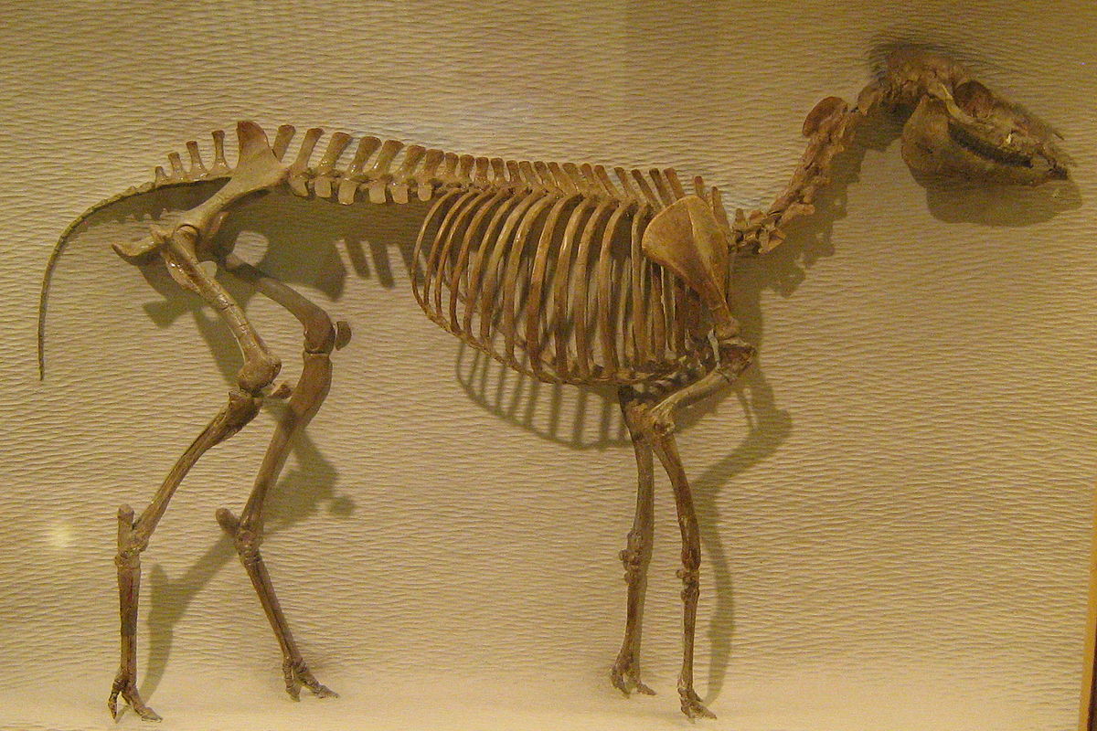 1200px-Mesohippus_barbouri_Harvard.jpg