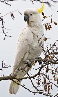 200px-Cacatua_galerita_Tas_2.jpg