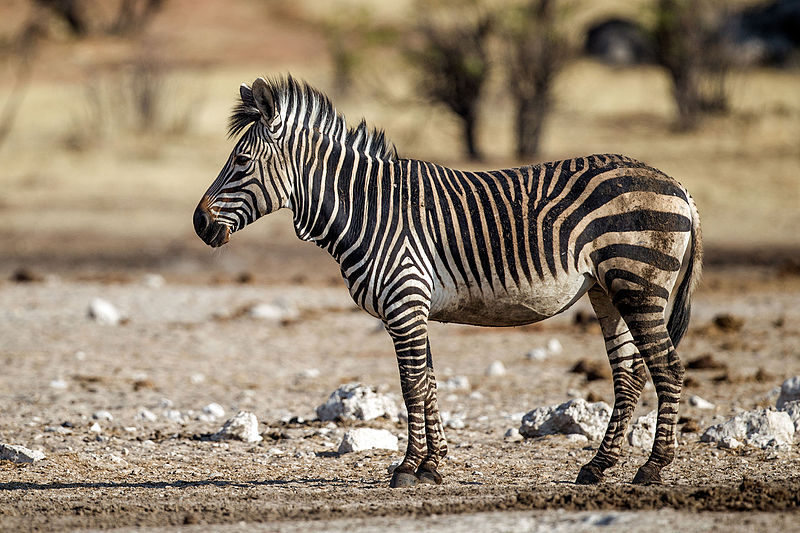 800px-Equus_zebra_hartmannae_-_Etosha_2015.jpg