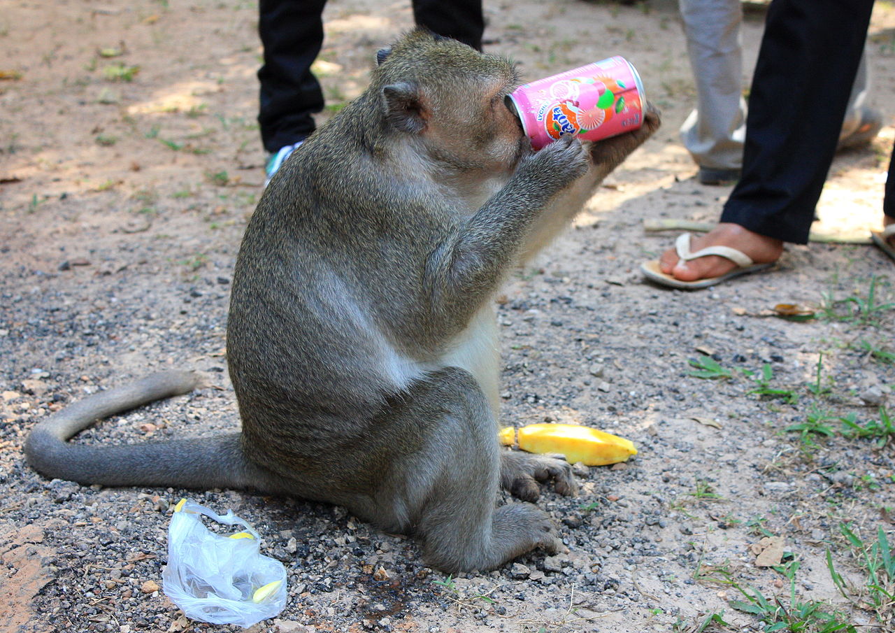 1280px-Fanta_cannot_be_good_for_a_monkey..._%284331754056%29.jpg