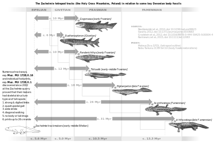 440px-Zachelmie_tracks_vs_selected_Devonian_fossils.svg.png