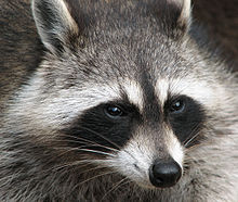 220px-Raccoon_%28Procyon_lotor%29_2.jpg