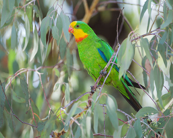 600px-Polytelis_swainsonii_-_Canberra.jpg