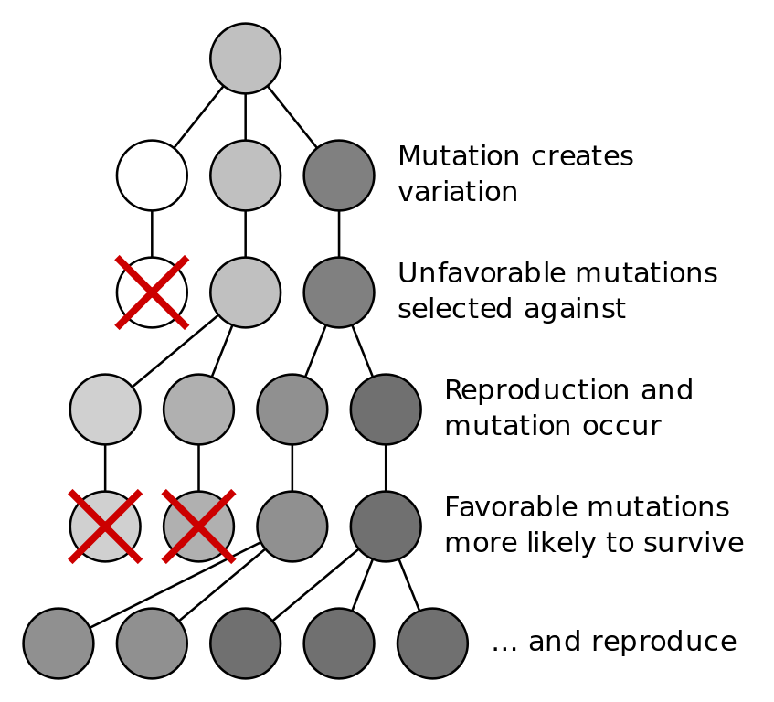 847px-Mutation_and_selection_diagram.svg.png