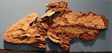 220px-Tiktaalik_Chicago.JPG