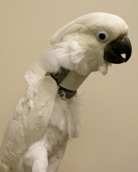 collars_for_birds-1.jpg