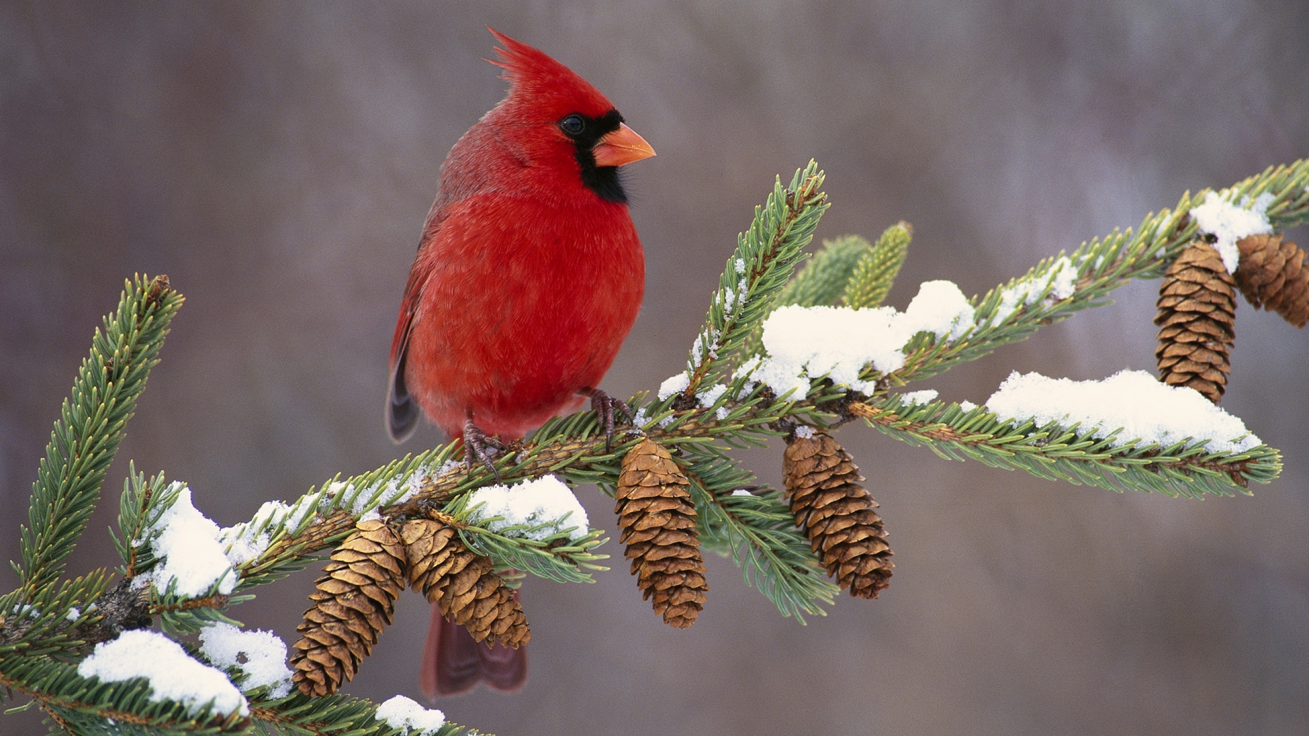 cardinal_bird_color_branch_snow_29579_2560x1440.jpg
