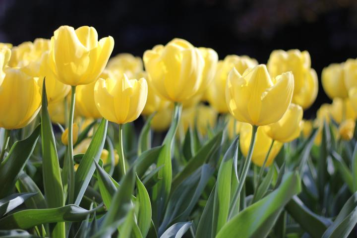 yellow-tulips_full_width.jpg