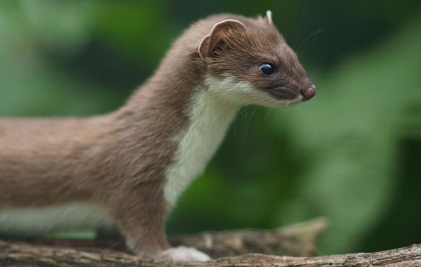 cuteanimals_ermine5.jpg