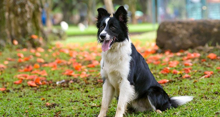 Ten-things-you-didn%E2%80%99t-know-about-Border-collies-1-1.jpg