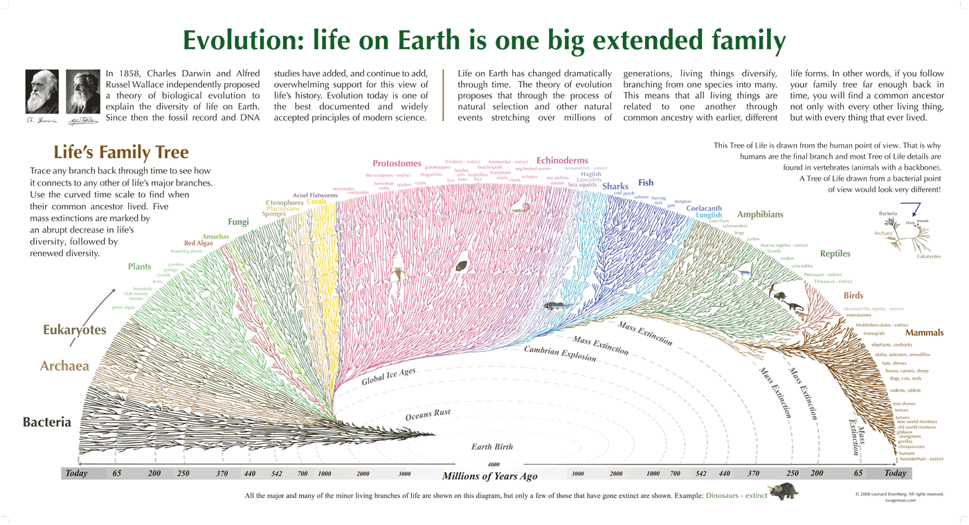 evolution_tree_of_life.gif