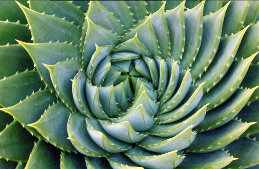 plant-growth-spiral.jpg