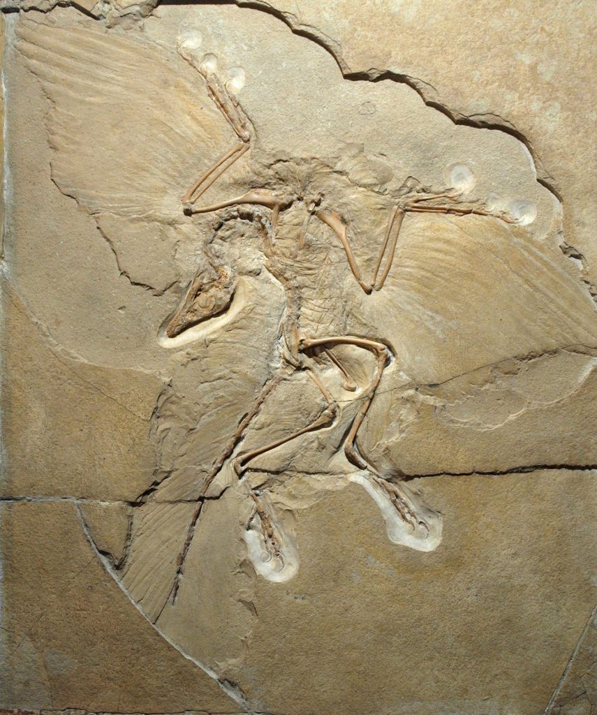 archaeopteryx2-855x1024.jpg