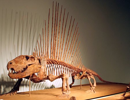 Dimetrodon%20skeleton.JPG