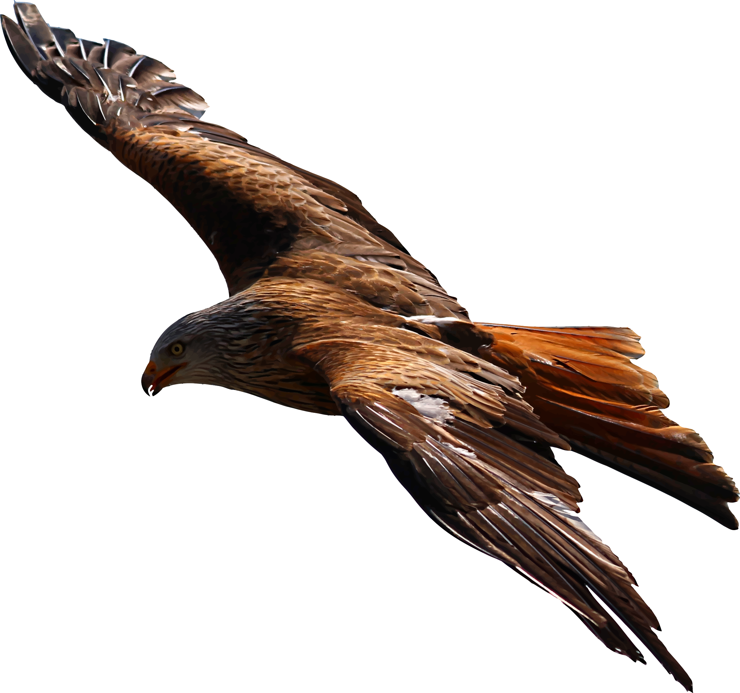 flying-eagle-vector-file.png