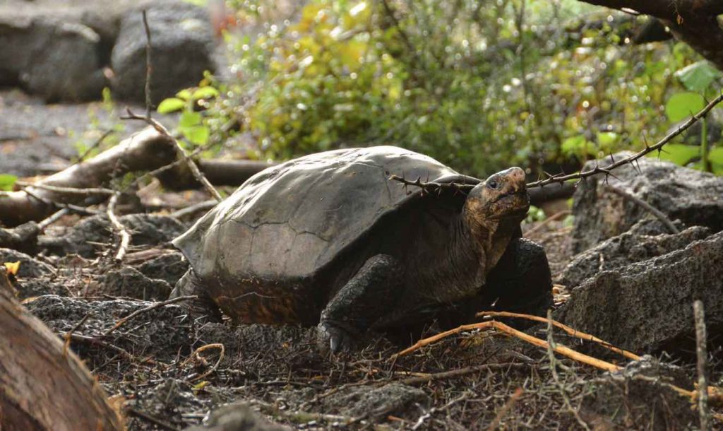 Fernandina-tortoise-courtesy-GALAPAGOS-NATIONAL-PARK-DIRECTORATE-released-1024x610.jpg