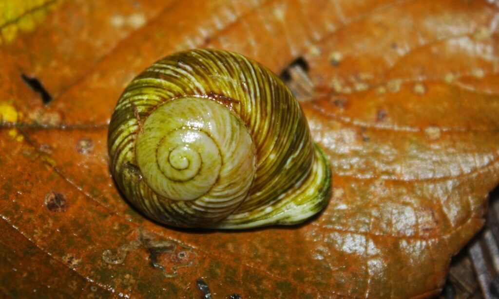 Cuban_Painted_Snail_Polymita_picta_CC-flickr-Thomas-Brown-1024x615.jpg