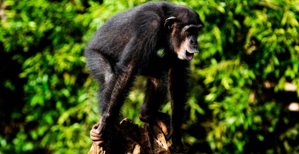 chimpanzee-public-domain-pexels-sheku-koroma-1024x527.jpg