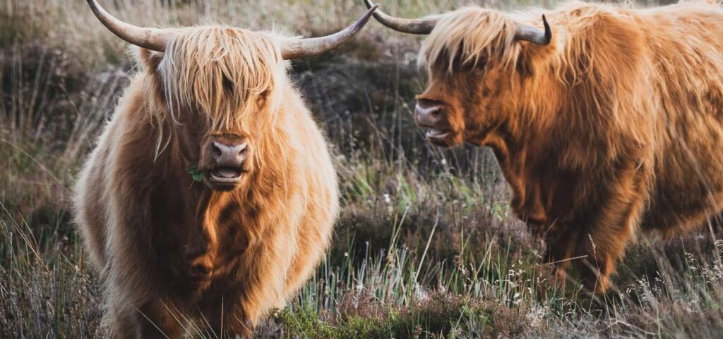 highland-cows-scotland-public-domain-kieran-yates-unsplash-1024x481.jpg