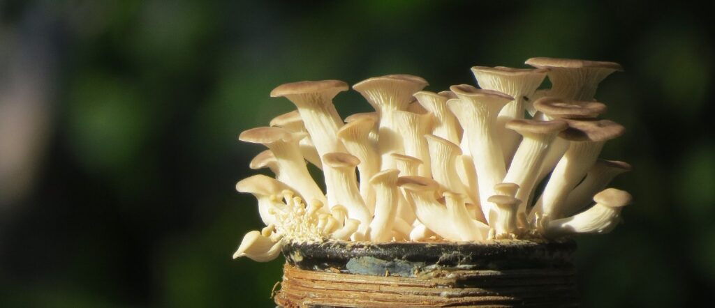 oyster-mushroom-grown-in-coffee-grounds-thanhlocpham-pixabay-public-domain-1024x442.jpg