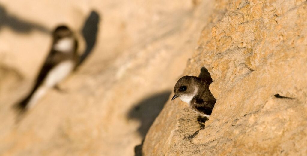 Sand-Martin-released-David-Tipling-surrey-wildlife-trust-1024x519.jpg