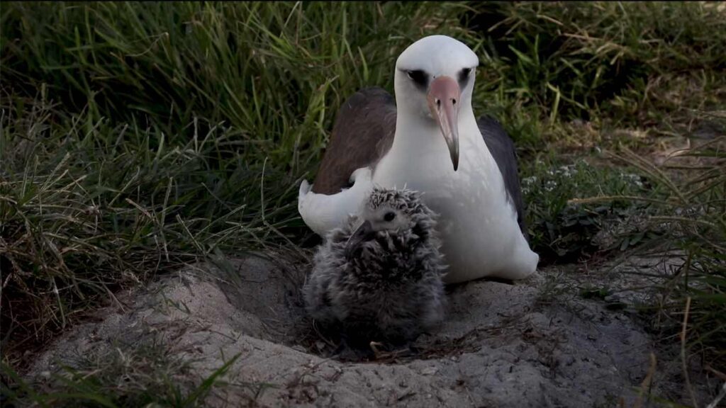 Wisdom-Laysan-albatross-with-chick-bird-Photo-Credit-Jon-BrackFriends-of-Midway-Atoll-National-Wildlife-Refuge-1024x576.jpg