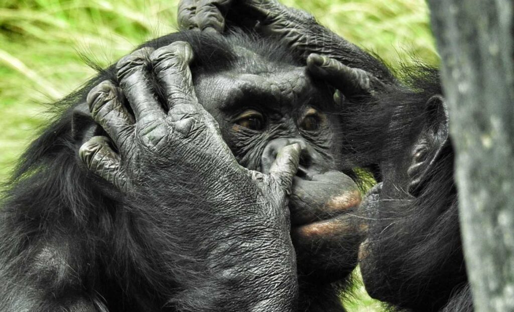 bonobos-public-domain-NauticalVoyager-wikimedia-commons-1024x622.jpg