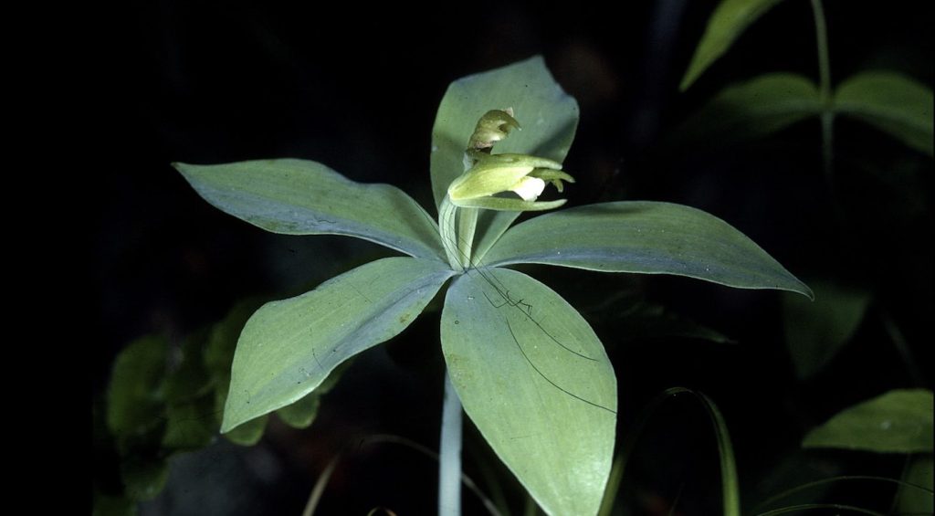 whorled-pogonia-orchid-pubdomain-Robert-H.-Mohlenbrock-USDA-1024x565.jpg