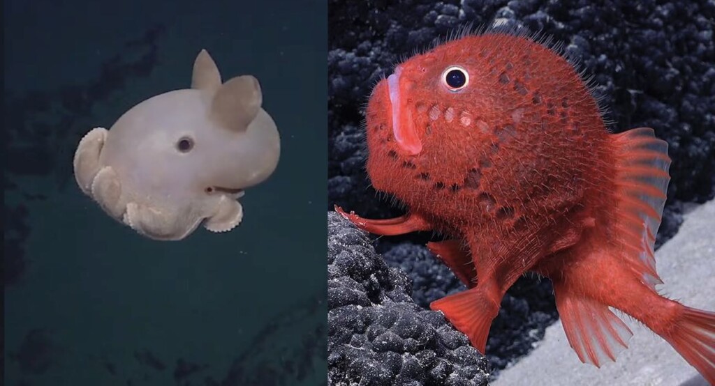 2-strange-fishes-mashup-Schmidt-Ocean-Institute-CC-license-1024x554.jpg
