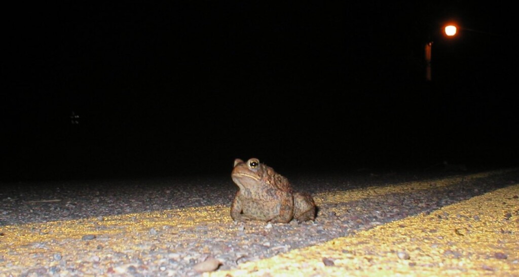 toad on road at night